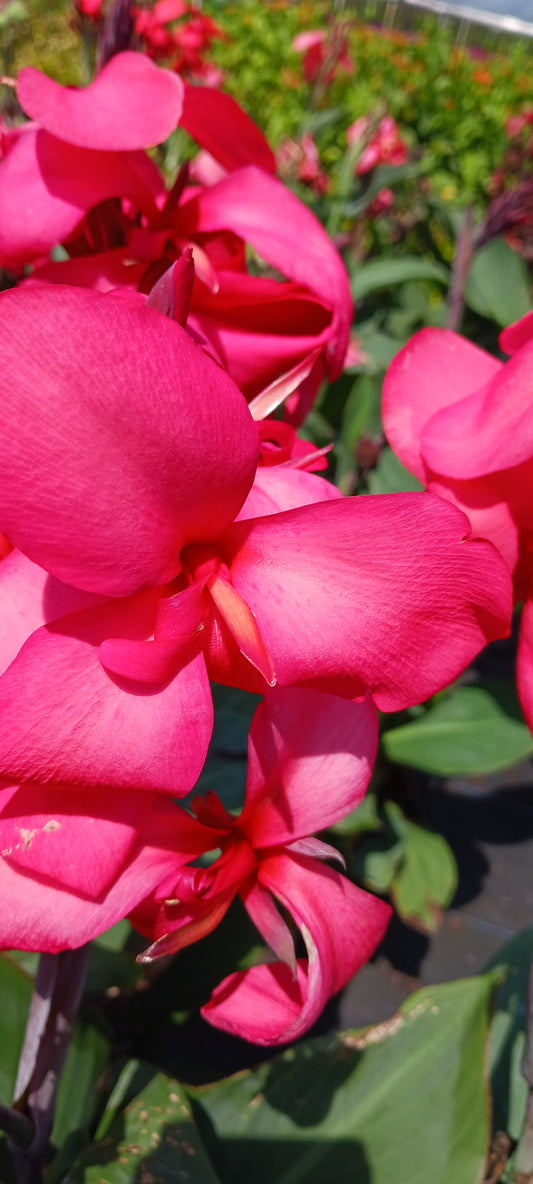 Canna Lily Pink-Red Rose plant not seed bulb rhizome