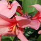 Canna Lily Pink plant not seed bulb rhizome