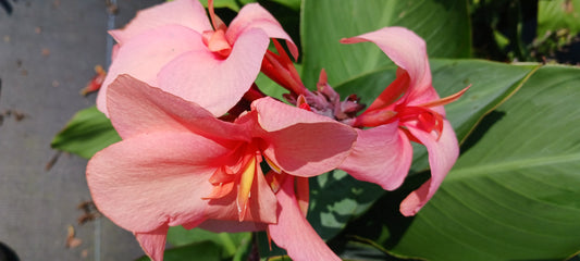 Canna Lily Pink plant not seed bulb rhizome