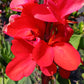 Canna Lily Red plant not seed bulb rhizome