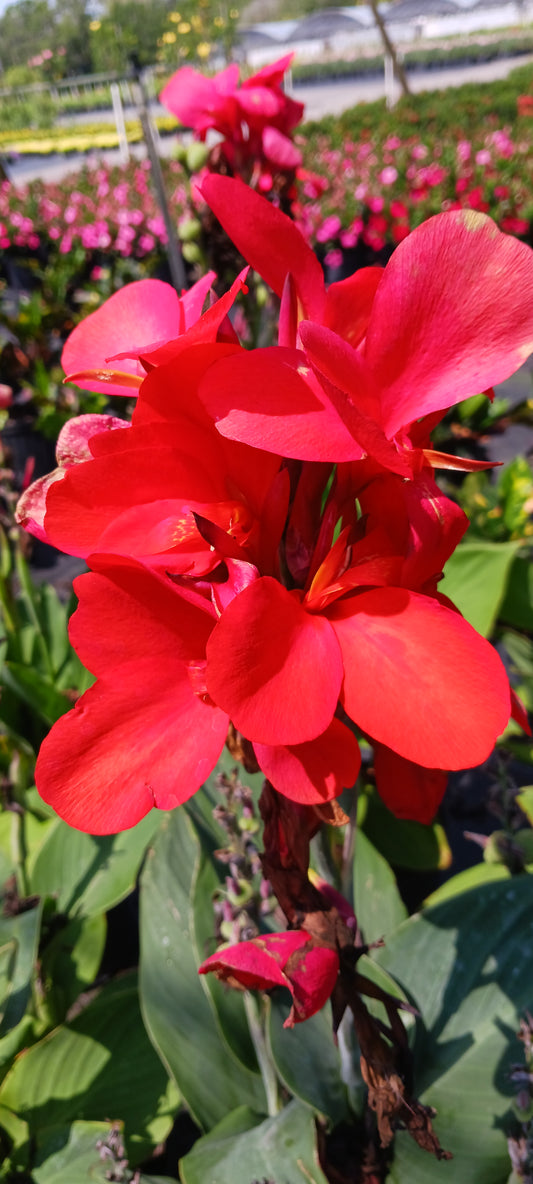 Canna Lily Red plant not seed bulb rhizome