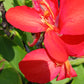 Canna Lily Red plant not seed bulb rhizome