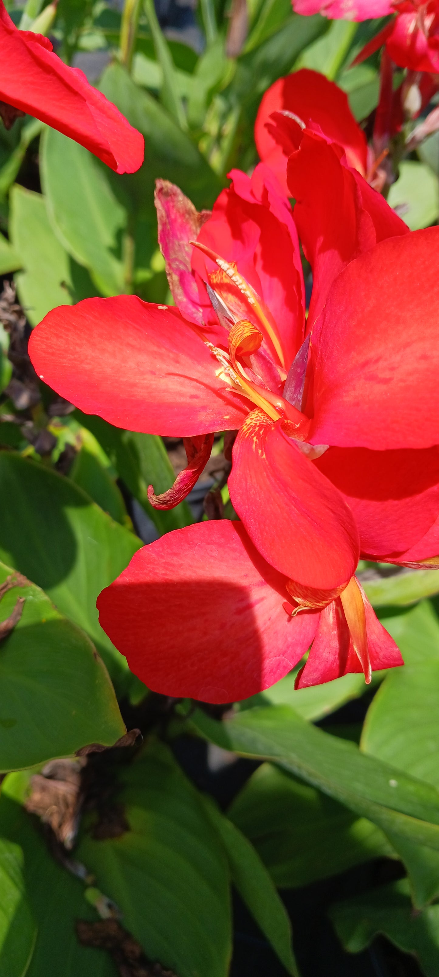 Canna Lily Red plant not seed bulb rhizome