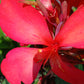 Canna Lily Red plant not seed bulb rhizome