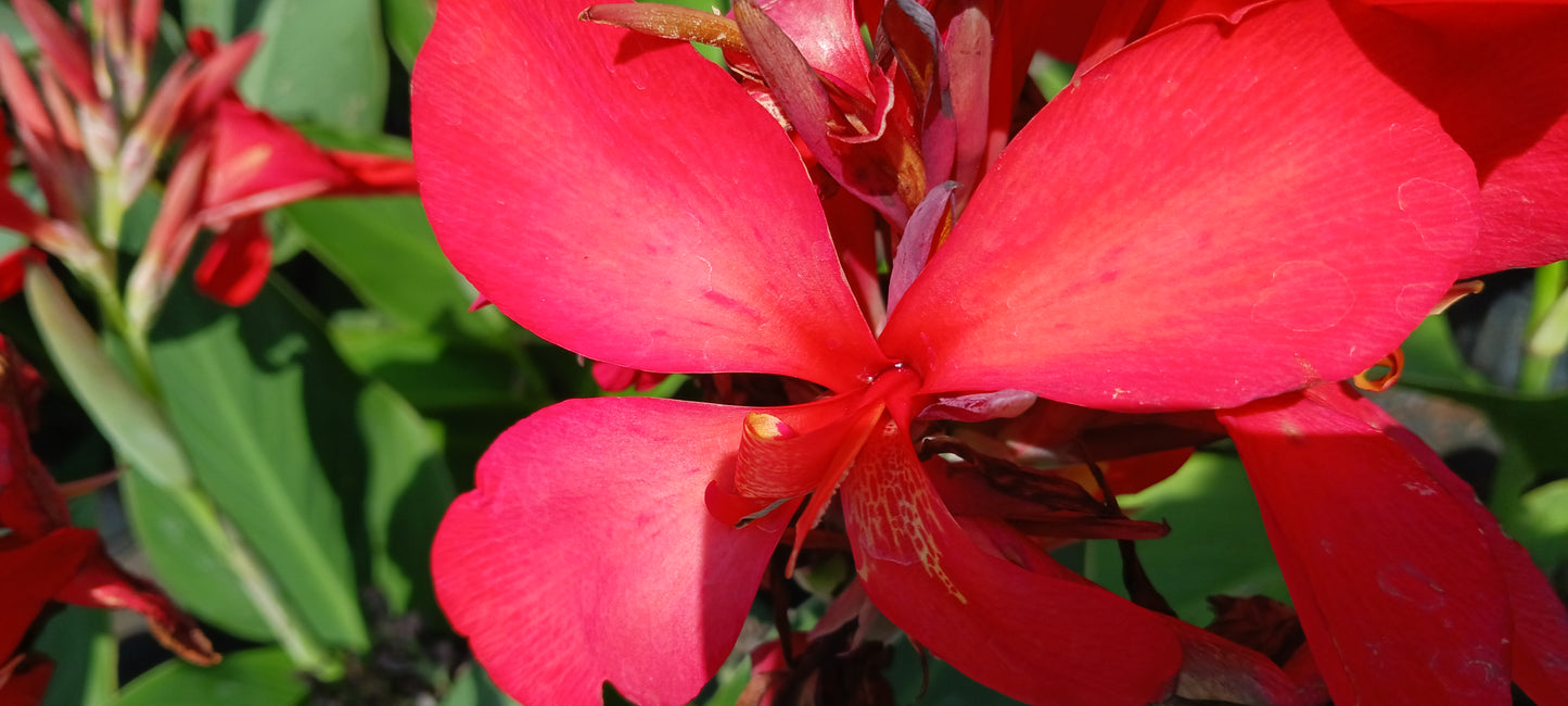 Canna Lily Red plant not seed bulb rhizome