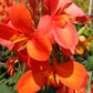 Canna Lily Tangerine Peach coloration plant not seed bulb rhizome