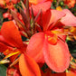 Canna Lily Tangerine Peach coloration plant not seed bulb rhizome