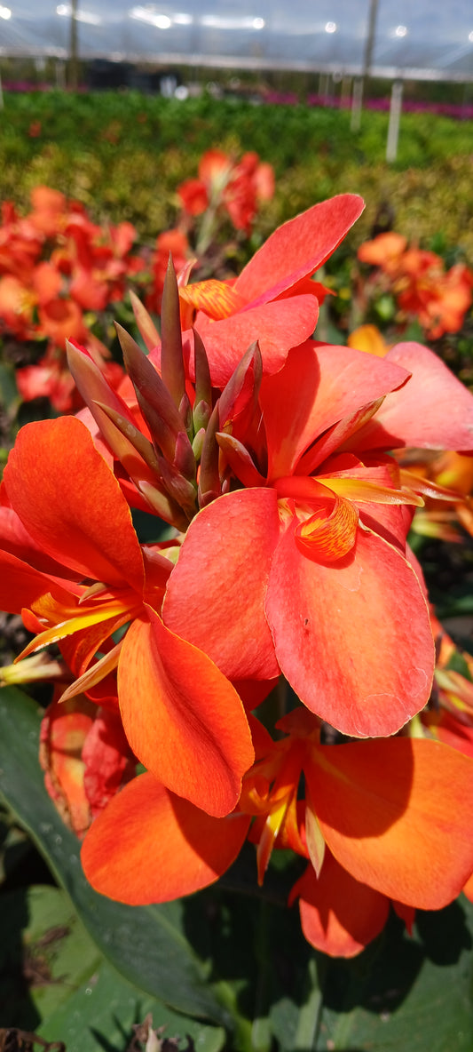 Canna Lily Tangerine Peach coloration plant not seed bulb rhizome