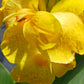 Canna Lily Yellow freckles plant not seed bulb rhizome