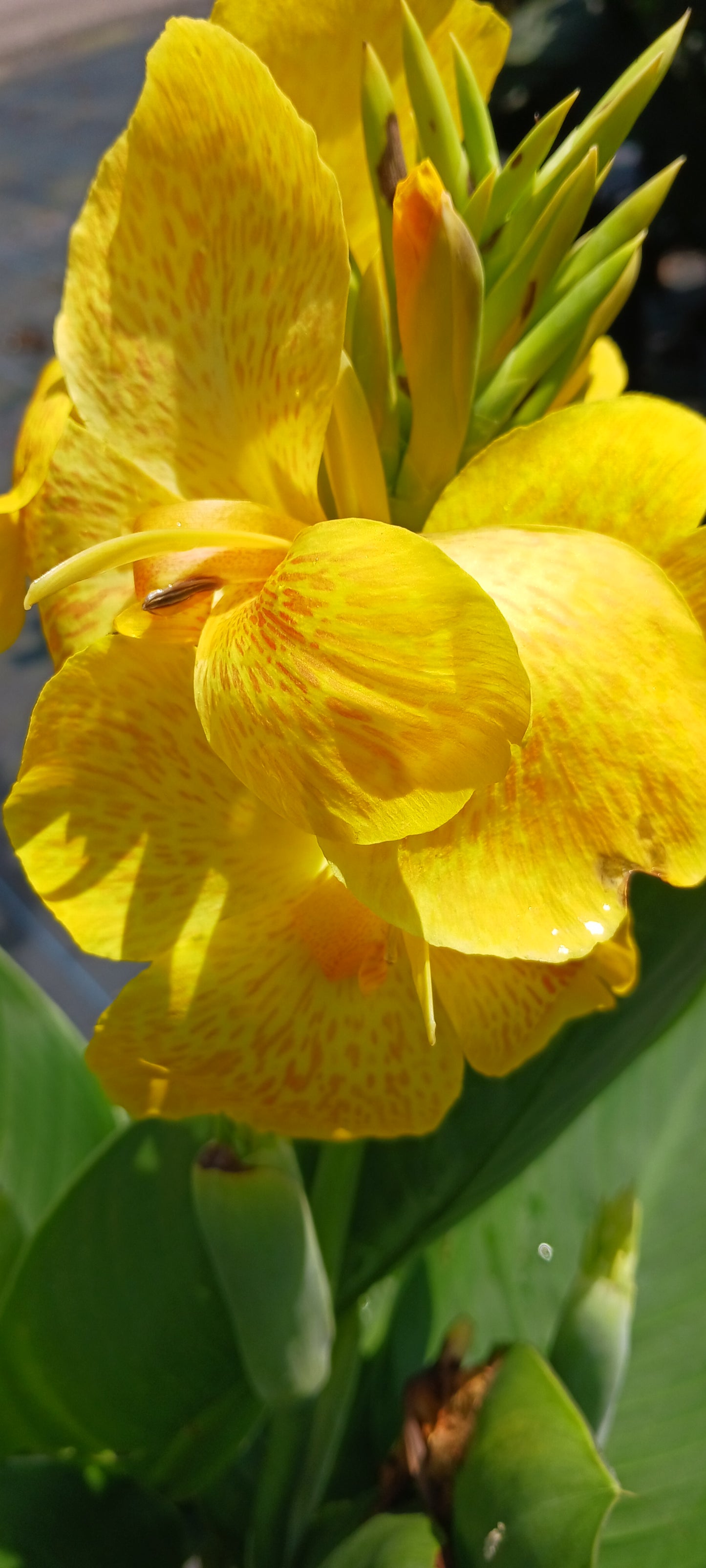 Canna Lily Yellow freckles plant not seed bulb rhizome