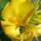 Canna Lily Yellow freckles plant not seed bulb rhizome