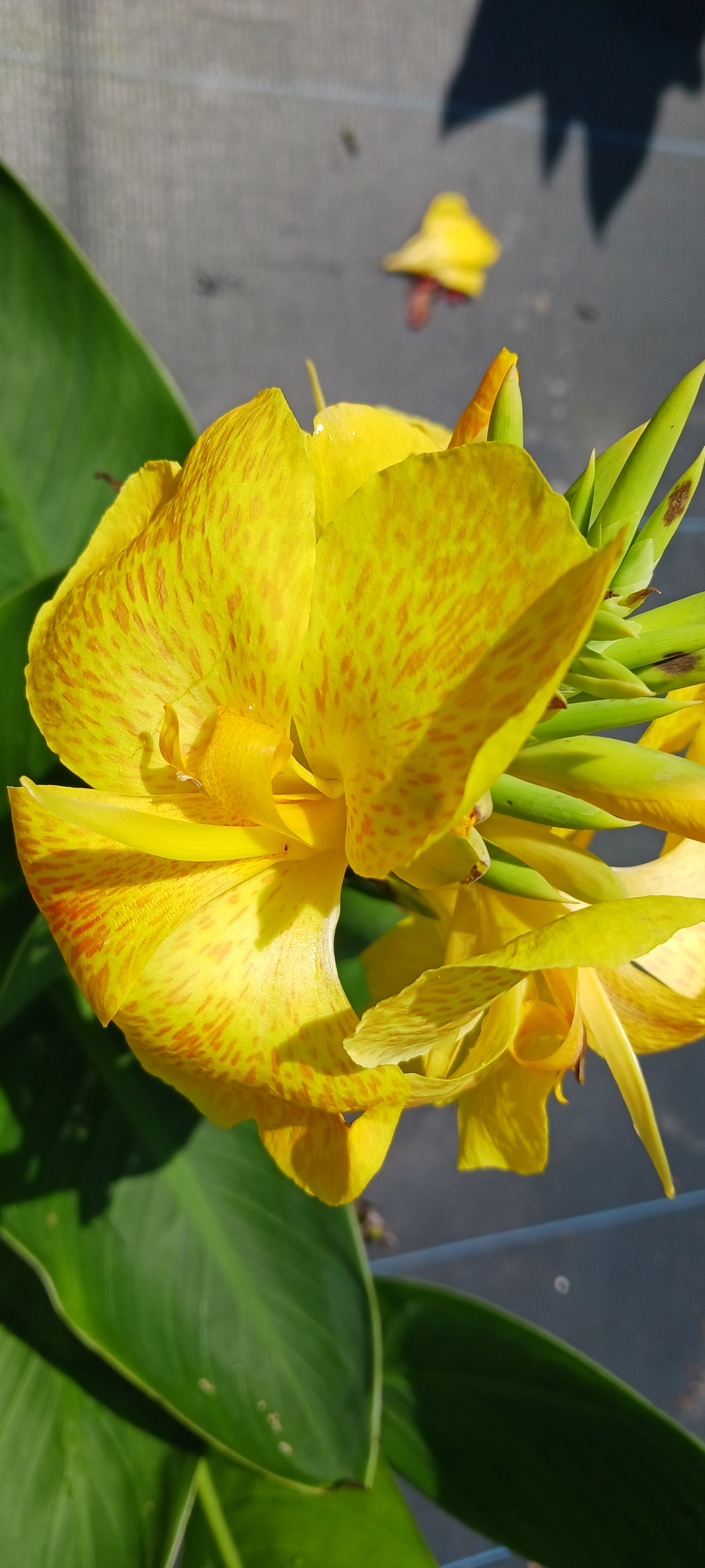 Canna Lily Yellow freckles plant not seed bulb rhizome