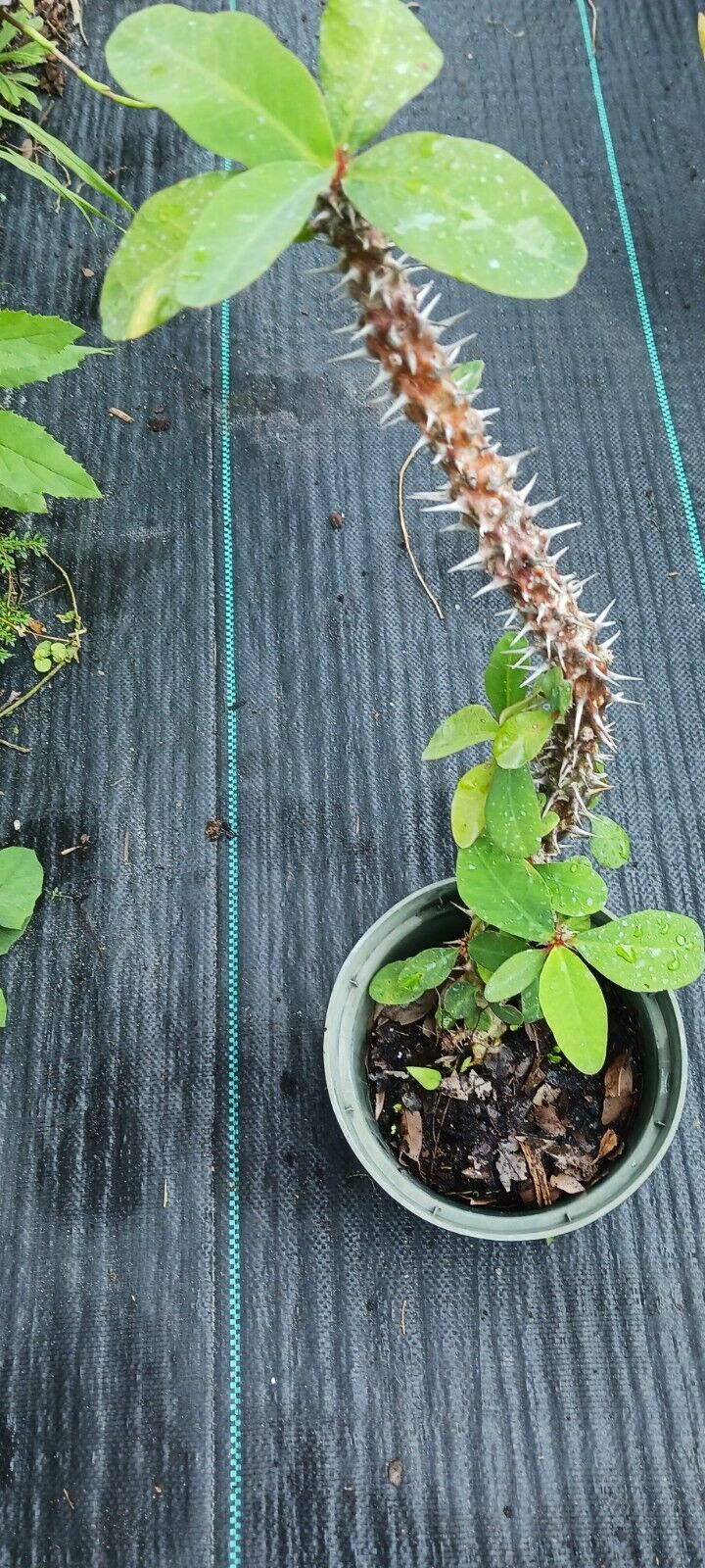 Euphorbia milii Crown of Thorns Madagascar Catus Succulent Plant