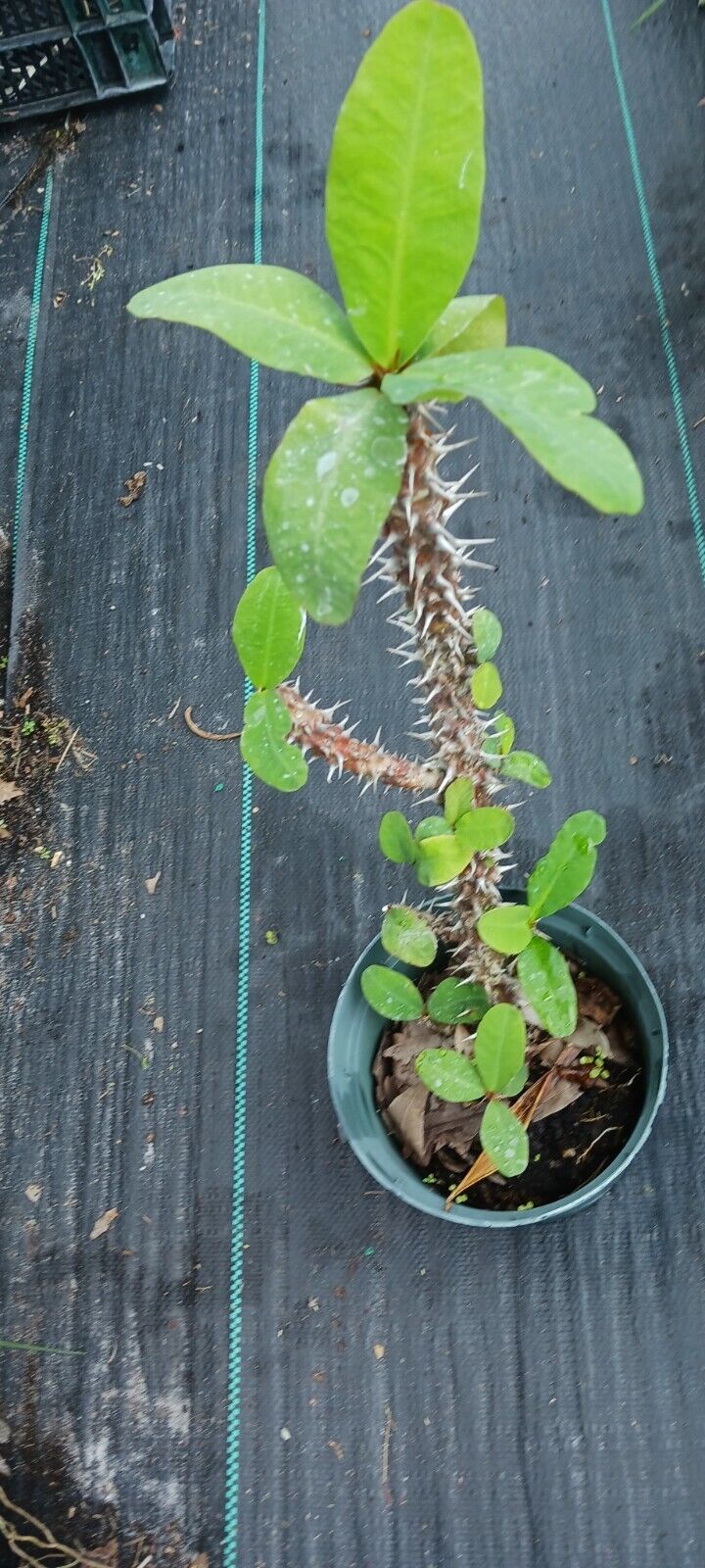 Euphorbia milii Crown of Thorns Madagascar Catus Succulent Plant