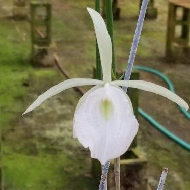 Cattleya Brassavola B flagellaris in 4" pots