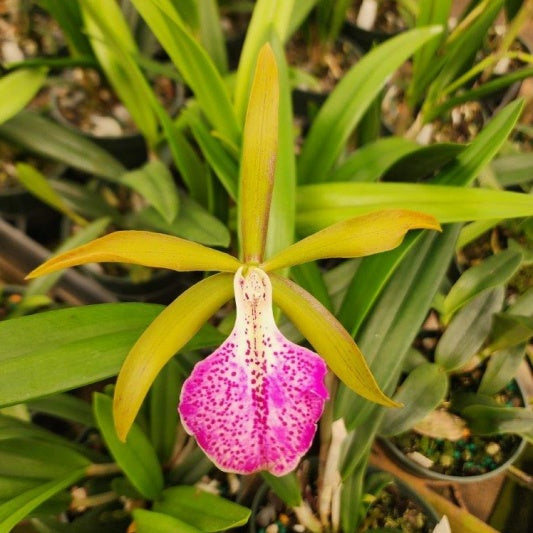 Cattleya Brassavola Binosa Tropical Orchid 2" pot