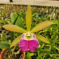 Orchids at Wholesale Price 50 count pack Various Cattleya Alliance