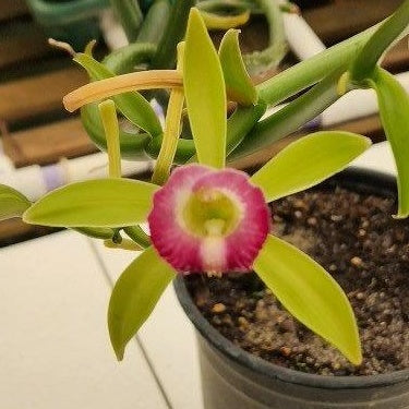 Orchid Vanilla dilloniana leafless type Caribbean Topical Plants