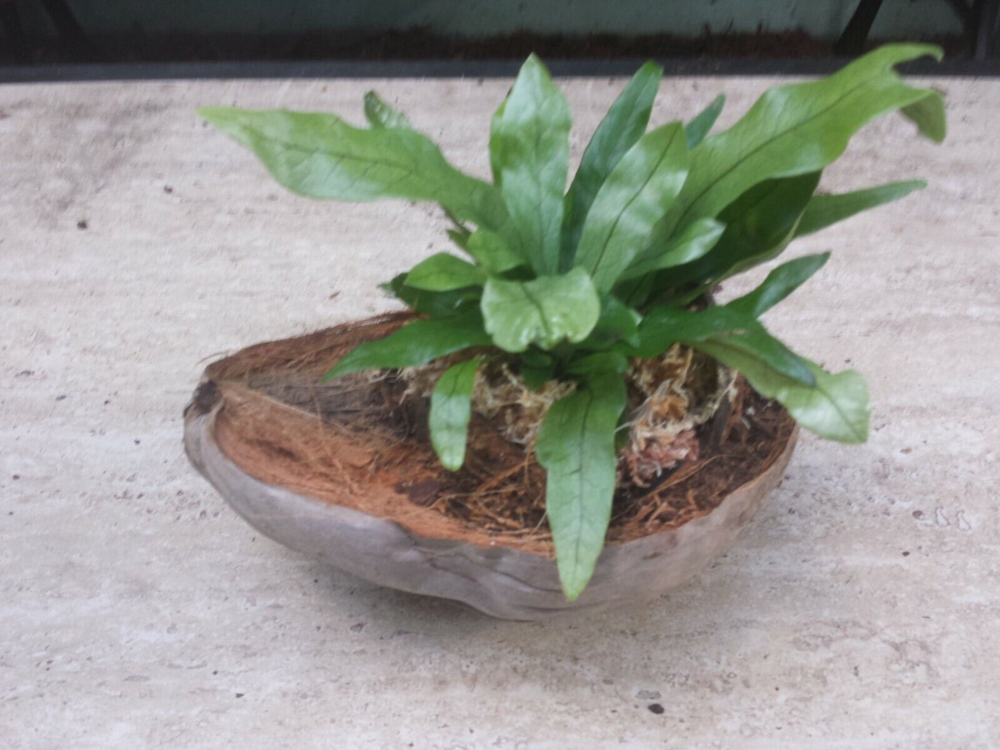 Fern Crocodile Fern Microsorum Musifolium in coconut pot Plant