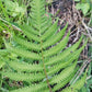 Fern Florida Shield Fern Dryopteris ludoviciana 4" pot plant