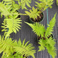 Fern Florida Shield Fern Dryopteris ludoviciana 4" pot plant