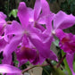 Orchid Cattleya Gur bowringiana in 2" pot