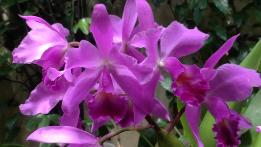 Orchid Cattleya Gur bowringiana in 4" pot