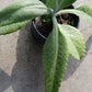 Succulent Kalanchoe gastonis-bonnieri Donkey Ear Madagascar Plant
