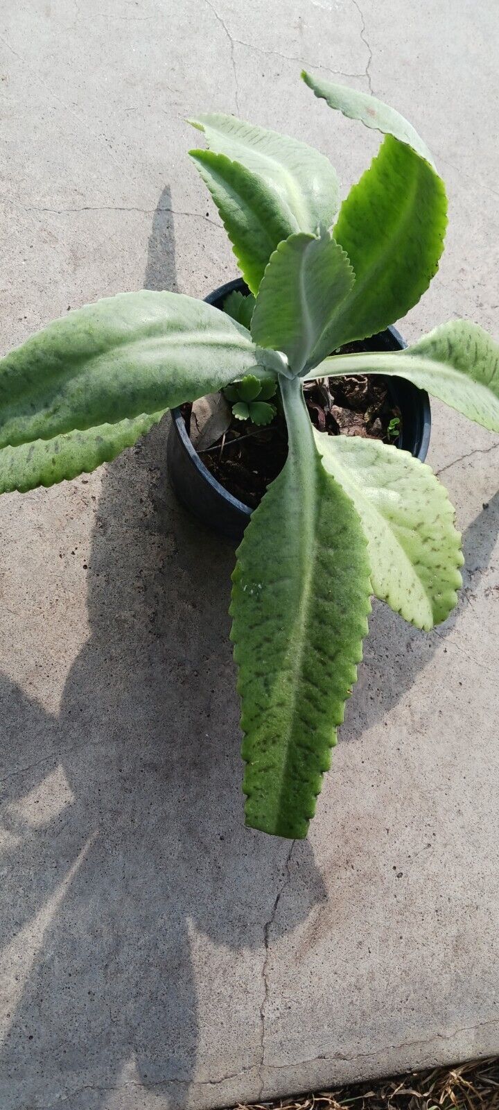 Succulent Kalanchoe gastonis-bonnieri Donkey Ear Madagascar Plant