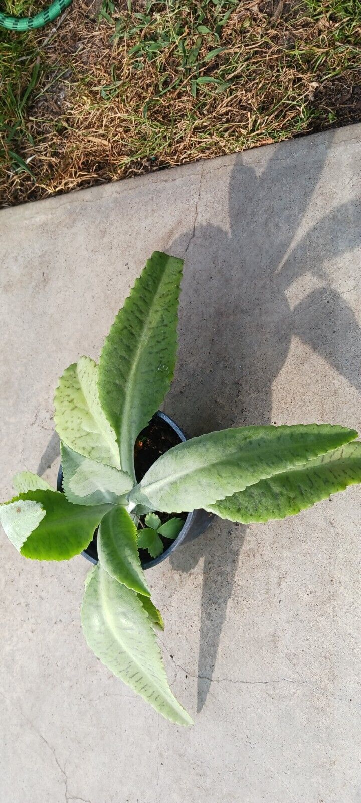 Succulent Kalanchoe gastonis-bonnieri Donkey Ear Madagascar Plant