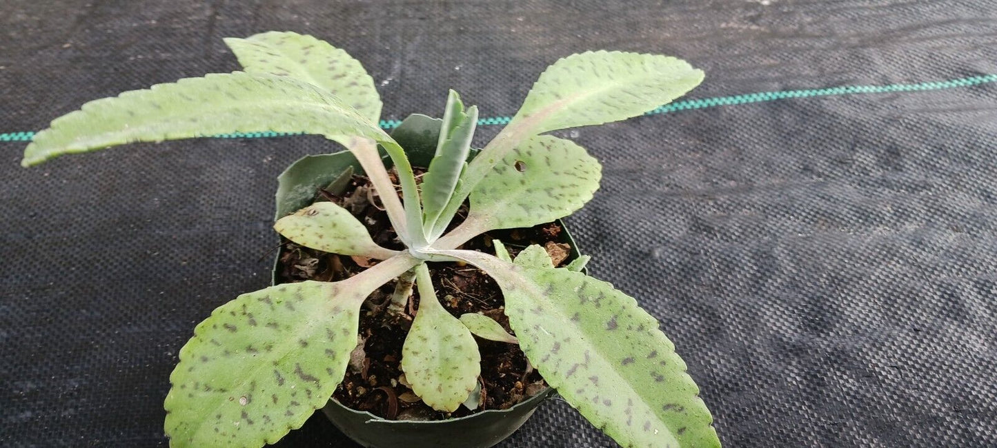 Succulent Kalanchoe gastonis-bonnieri Donkey Ear Madagascar Plant