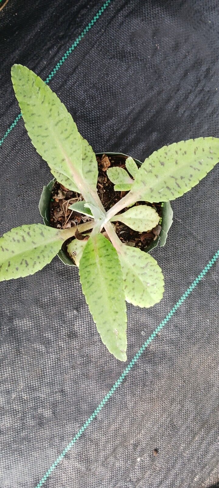 Succulent Kalanchoe gastonis-bonnieri Donkey Ear Madagascar Plant