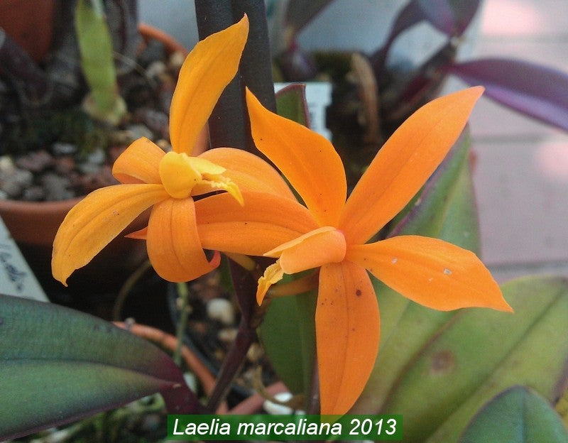 Orchid Cattleya Brassavola C marcaliana (B nodosa x nodosa Mimie Mouse) 2" pot