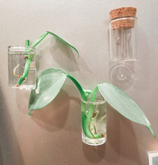 Magnetic Glass Jars Propagation