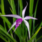 Orchid Cattleya Brassavola Amethyst fragrant mounted Plant