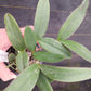 Orchid Cattleya schilleriana Potted or Mounted