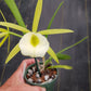 Orchid Fragrant Cattleya Brassavola PCV Key Lime Stars