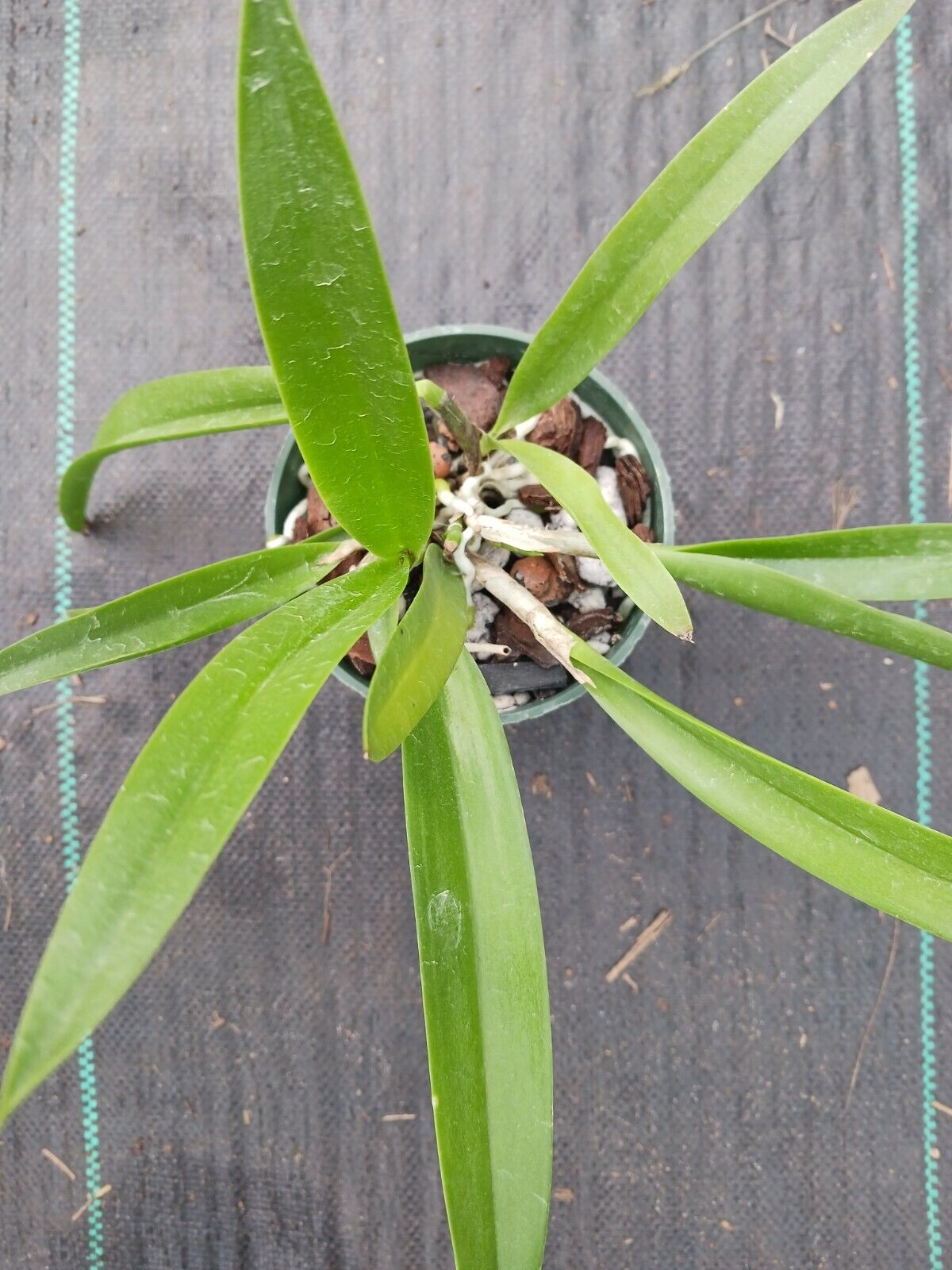 Orchid Fragrant Cattleya Brassavola PCV Key Lime Stars