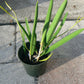 Orchid Fragrant Cattleya Brassavola nodosa Little Stars Large size 4" Pot