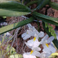 Orchid Rodriguezia venusta  mounted on cork Micro Miniature