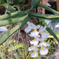 Orchid Rodriguezia venusta  mounted on cork Micro Miniature