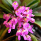 Orchid Schoenorchis scolopendria Mirco Miniature mounted