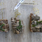 Orchid Schoenorchis scolopendria Mirco Miniature mounted