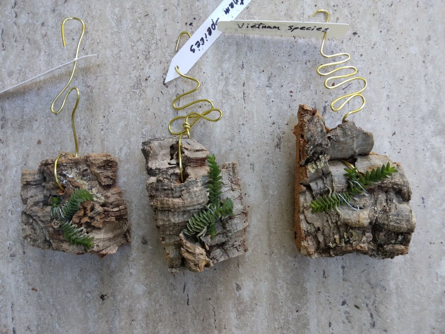 Orchid Schoenorchis scolopendria Mirco Miniature mounted