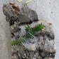 Orchid Schoenorchis scolopendria Mirco Miniature mounted
