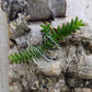 Orchid Schoenorchis scolopendria Mirco Miniature mounted