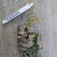Orchid Schoenorchis scolopendria Mirco Miniature mounted