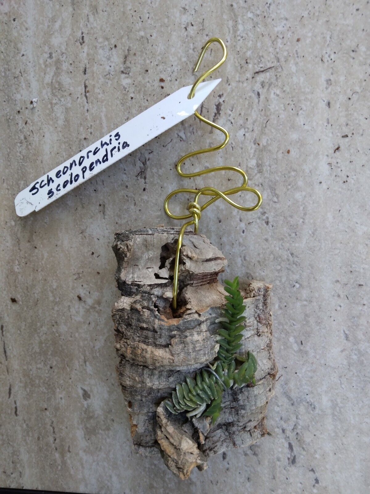 Orchid Schoenorchis scolopendria Mirco Miniature mounted