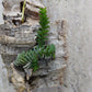 Orchid Schoenorchis scolopendria Mirco Miniature mounted