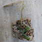 Orchid Schoenorchis scolopendria Mirco Miniature mounted